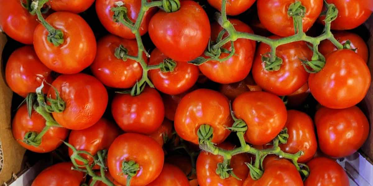 Pomodoro grappolo - Piana di Fondi - 2,40/2,50 euro al chilogrammo